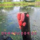 연못에서 만난 분홍색 경고 이미지