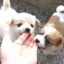 이쁜 똥강아지 이미지