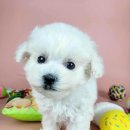 동양애견 강아지분양 고양이분양 이미지