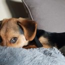 수일메디칼 | 강아지 시력, 망막박리 조기 치료 놓치면 되돌릴 수 없습니다