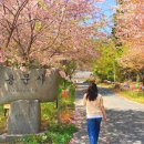 3월에 놓치면 후회하는 국내 여행지 '화려한 벚꽃 여행' 이미지