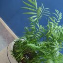 화정봄약국 이미지