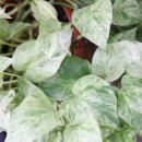 파크 블러썸 이미지