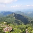 용문산산더덕