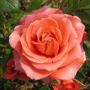 꽃보다아름다운당신 이미지