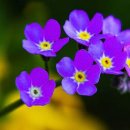 한강수목장 이미지