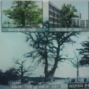 계산동 은행나무 이미지