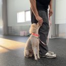 올 마스터 독 이미지