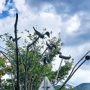 평지못(1) 이미지