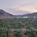 적송 이미지