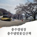 발렌타인 | 충주 캠핑장 근처 충주댐 벚꽃길 산책(벚꽃축제 개화 상태)