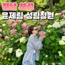 (주)성림 | 보성 윤제림 수국 개화시기 성림정원 입장료 주차 최근방문