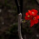 안산 식물원 이미지