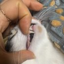 동이몽이 이미지