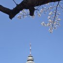 개나리공원 건너편 | 대구두류공원 나들이, 벚꽃만개 실시간후기