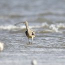 유부도의 알락꼬리마도요(Far Eastern curlew) 이미지