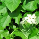 하늘타리 이미지