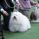 글로리 폭스 꼬똥 이미지