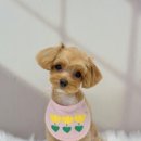 아몬드 몽몽 이미지