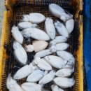 그놈쭈꾸미 이미지