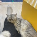 고양이카페 아이캣유 이미지
