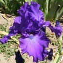 Iris germanica7 이미지