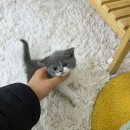 러블리캣독 의정부고양이분양 강아지분양 이미지