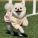 소셜댄스 | [댕스소셜클럽] 지렁이댄스 스프레이 사용후기