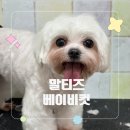 포댕 이미지