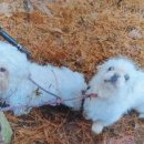 대전동부경찰서 판암파출소 | 대전 판암동 잃어버린 강아지 주인 찾습니다 말티즈 페키니즈 한 마리씩