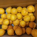하우스 한라봉 소과 10키로 55수~60수 37,000원 주문 받습니다 작은 아이라도 맛이좋습니다==＞택배포함가 이미지
