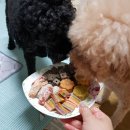 개로만족 이미지