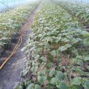 서대산농장 이미지