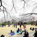 안산벚꽃음악회 이미지