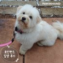 단술 | 포인핸드 입양후기[❤️입양후기❤️] 1982. 단술