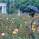 진천장미공원 이미지