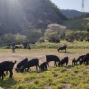 늘푸른농장2 이미지