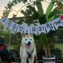 '호두네아지트' 시흥/서울근교 천연잔디 애견운동장 단독대관으로 다녀온 후기