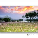 금호꽃섬의 아침 ! 이미지