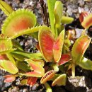 파리지옥풀 (Dionaea Muscipular, Venus Fly Trap) 이미지