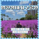 영천축산물도매직판장 | 영천생태지구공원에서 만난 특별한 보라유채꽃의 향연💜(2025.5.18 실시간)