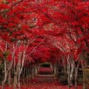 뉴실로암안경 이미지