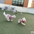 멍지중지 이미지