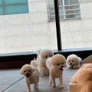 B&B(바비브라운 비숑프리제) | 울산애견유치원 실력 좋은 바비브라운 비숑프리제 방문 후기