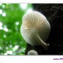 자연산 식용버섯~~~~(퍼온글) 이미지