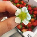 북촌농장 이미지