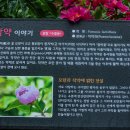 작약꽃-서울대공원 태마가든 이미지