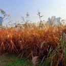 만추(滿秋) ㅡ 보라매 공원 이미지