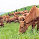 상강한우 이미지