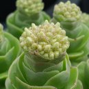 화춘농장 이미지